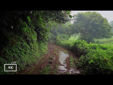 Help You FALL ASLEEP FAST in 3 Minutes with Rain walk | Our Rain Walks Compilation | ASMR Rain Sound