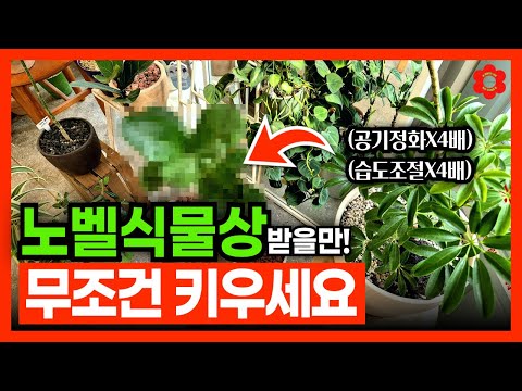 [과학적 진실] 🇰🇷대한민국 1등 공기정화 식물은?ㅣ집안에서 꼭 키워야하는 2024년 최고의 실내식물들🪴 (feat. 겨울철 필수 식물들)