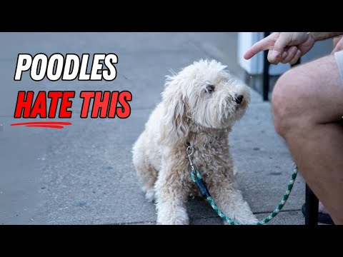 9 Surprising Things That Poodles Absolutely HATE