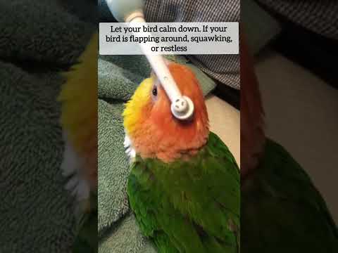 bird massage #shorts #birdmassage#birdspa#birdpreening#relaxing#massage #petting#birds #pets