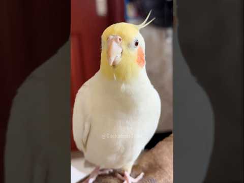 What could be cuter than this singing cockatiel? 🐦🎤 #cockatielscraze #JerrySings