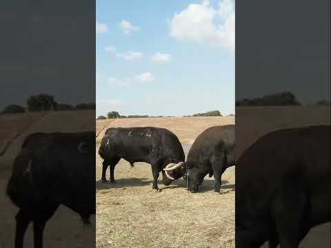 Footage Of Angry Bulls Fighting/Animal Attack Videos/Animal Fight To Death/BBC Earth Videos