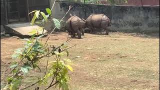 Rhino  and  deer 🦌 🦏genda family and deer family Assam  rhinoceros 🦏