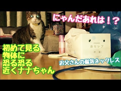 初めて見る獲物にビビる　ネコ