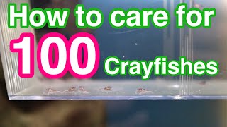 BABY CRAYFISH CARE 101