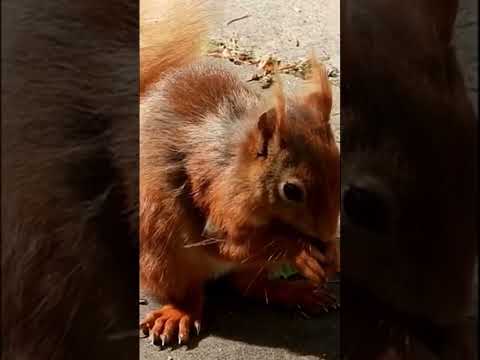 Bigfoot Red Squirrel. #short  #shorts  #shortsvideo   #shortvideo