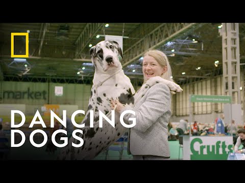 Behind the Scenes at Crufts Dog Show | The Secret Life of Dancing Dogs | National Geographic UK