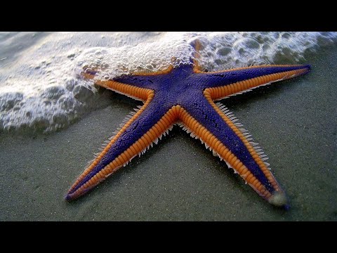 In the Realm of the Seas | Royal Starfish