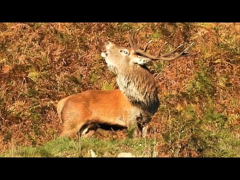 RED DEER RUT 2021 👀 FIERCE RUTTING in the Bracken