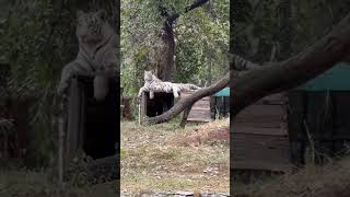 #india #zoo #park #scene #scenery #white #tiger #shorts #subscribe #shortfeed