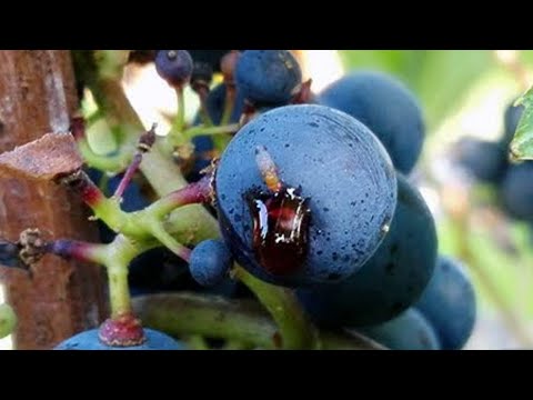 Blueberry Pests Regulated by Major Importing Countries