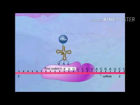 translation mRNA to Protein