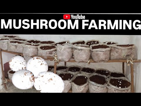 Mushroom farming business in India | Button mushroom grow in bags | Farming life