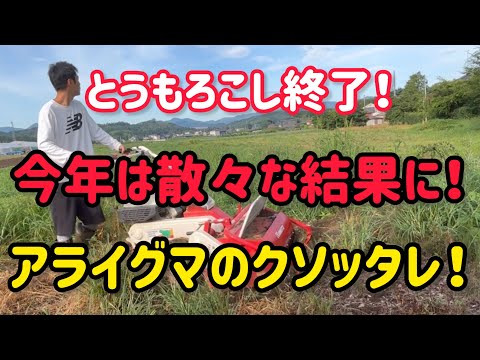 とうもろこし12500本の結果！150万を目指していたが半分も…ポジティブ農業で乗り切ろう