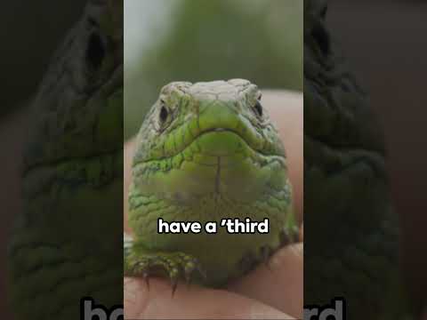 Tuatara - New Zealand's Unique Reptile