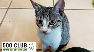 Feline Care 500 Club August 2024