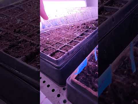 Mold on seedling trays! #seedstarting #farmstead #homestead #growyourownfood