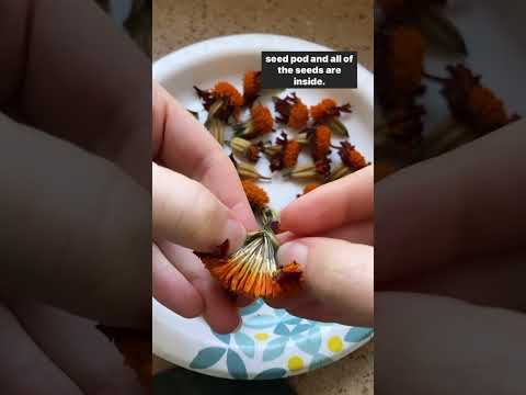 How to Save Marigold Seeds #gardeningtips #seedsaving #organicpestcontrol #organicgardening #flowers