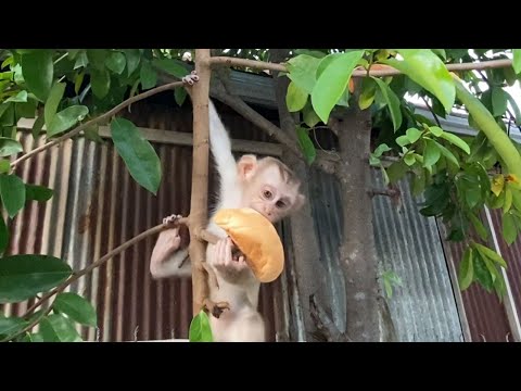 Adorable baby boy eat bread and play outside