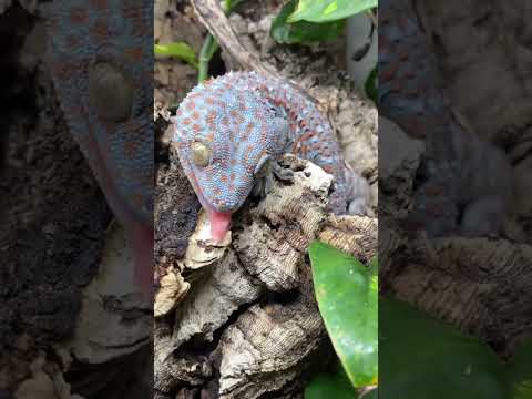 Tiki the Tokay Gecko eats a GIANT COCKROACH! #shorts