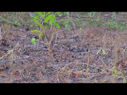 Blue-spotted Wood-Dove (Turtur afer) foraging - AbCa's Creek Lodge to Killy (Gambia) 27-11-2024