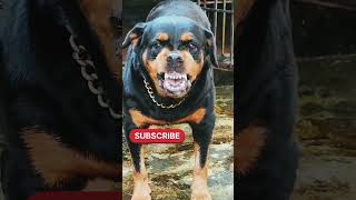 angry dog barking sound #dog #rottweilerlife #barkingsound #shorts #viralvideo