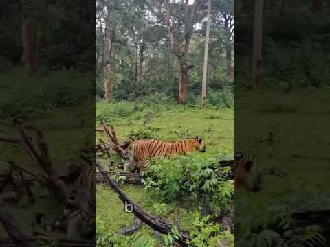 More Tigers in Bangladesh – A Roaring Comeback! #tiger #animals #jungle #forest #wildlife