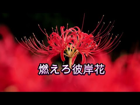 燃えろ彼岸花2024 名所山田池公園 枚方市 大阪府