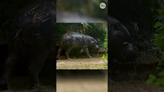 Meet Akobi, a four-year-old pygmy hippo at the Houston Zoo