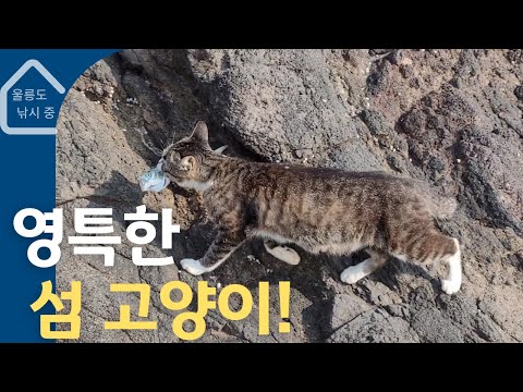 영특한 섬 고양이!