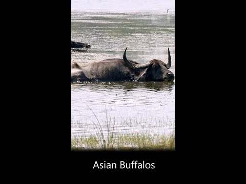 Water buffalos, (Bubalus arnee) from Sri Lanka