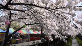 2014鎮海軍港祭の餘佐川の桜　釜山ナビ