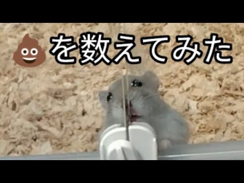 １週間分のハムスターのウンチを数えてみた　#ハムスター #ウンチ#hamsters