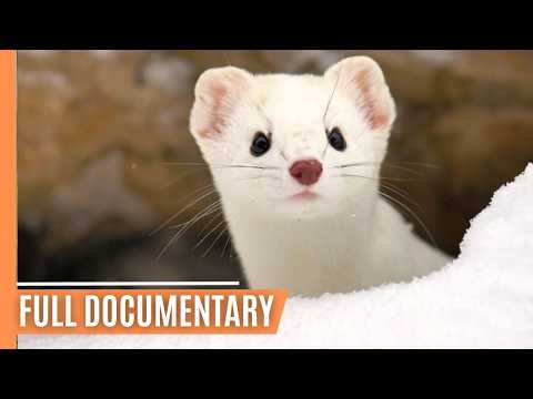 Wildlife Wonders -The Remarkable Act of Playing Dead | Full Documentary