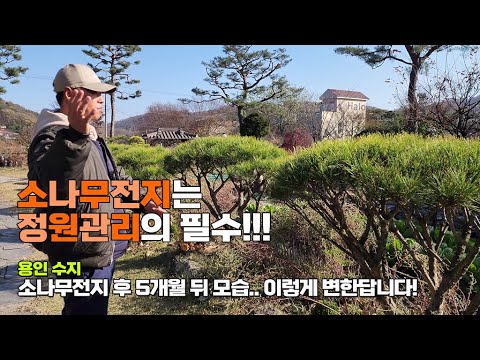 소나무전지는 정원관리의 필수! 용인수지 / 소나무전지 후 5개월 뒤 모습.. 이렇게 변한답니다!