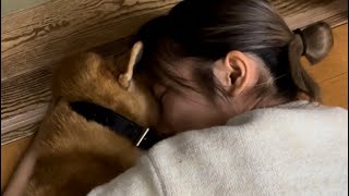 柴犬福 姉に絡まれてる時の柴犬🤣Sister and Dog👩🐕🤣