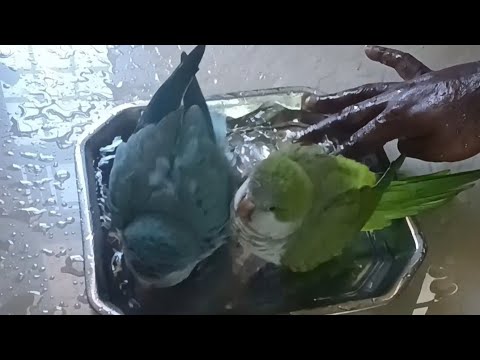 Mavi & Tulio talking parrot | Birds video | funny video