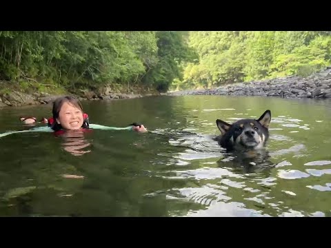 泳いでたら飼い主にしっぽ掴まれた柴犬