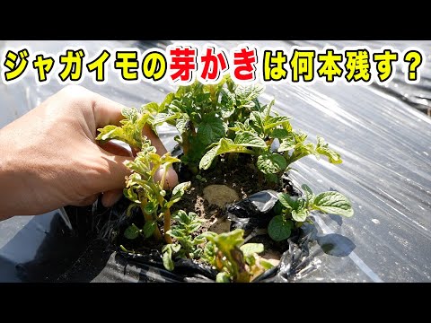 春じゃが栽培　芽かきは何本残す？マルチ栽培時の芽出し作業も