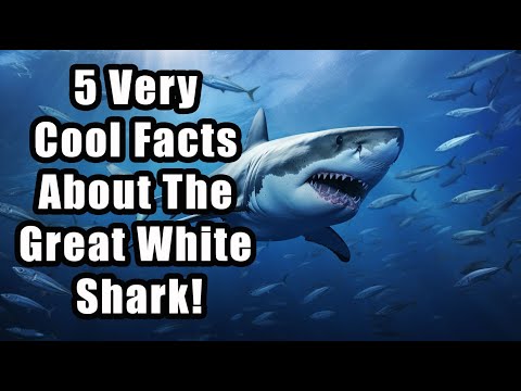 5 Very Cool Facts About The Great White Shark!