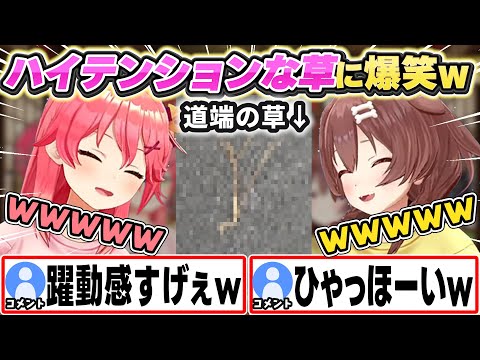 道端に落ちていたハイテンションな草に爆笑するみっころねw【さくらみこ/戌神ころね/ホロライブ/切り抜き】