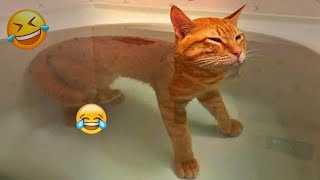 Funniest Animals 😄 New Funny Cats and Dogs Videos 😹🐶 - Ep.35