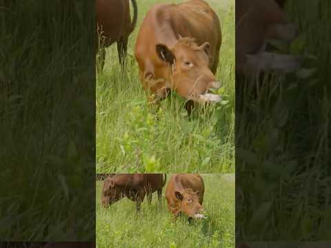 “If a cow will eat it it’s not a weed” Joel Salatin on weeds in rotational cattle grazing management