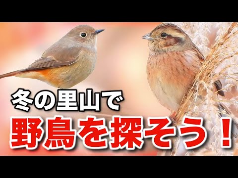 野鳥たちはアレが大好物！？