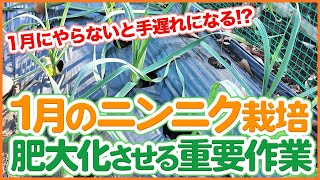 家庭菜園や農園で1月のニンニク栽培！1月にやらないと手遅れになる！？ニンニクを肥大化させる重要作業を徹底解説！【農園ライフ】