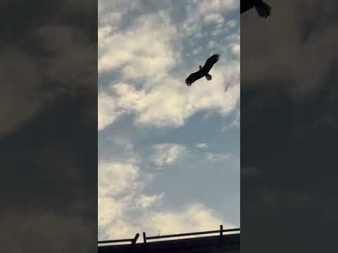 Lincoln the Eagle flies over Lincoln Financial Field before the Eagles' Wild Card matchup #shorts