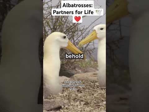 Albatrosses: Partners for Life 🕊️❤️ #ytshorts #facts #science #seacreatures #marinelife