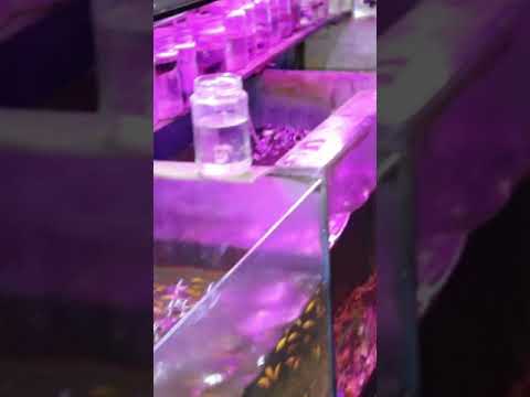 fish tour segment - North West Aquarium sri lanka part 4