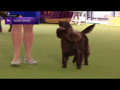 Spaniels (American Water) | Breed Judging 2024