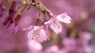 おかめ桜　長徳寺　京都市　2017 Okame cherry tree in Choutoku-ji Kyoto Japan